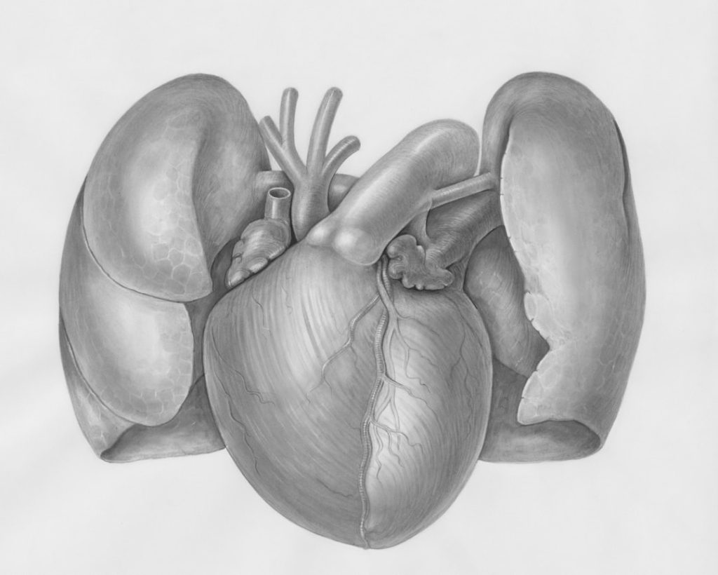 découvrez la cohérence cardiaque : une technique de respiration simple et efficace pour réguler le stress, améliorer votre bien-être et renforcer votre équilibre émotionnel au quotidien.