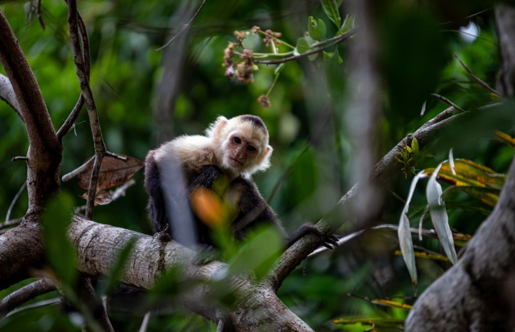 découvrez l'importance de la biodiversité, son rôle essentiel dans l'équilibre des écosystèmes et les actions pour la protéger.