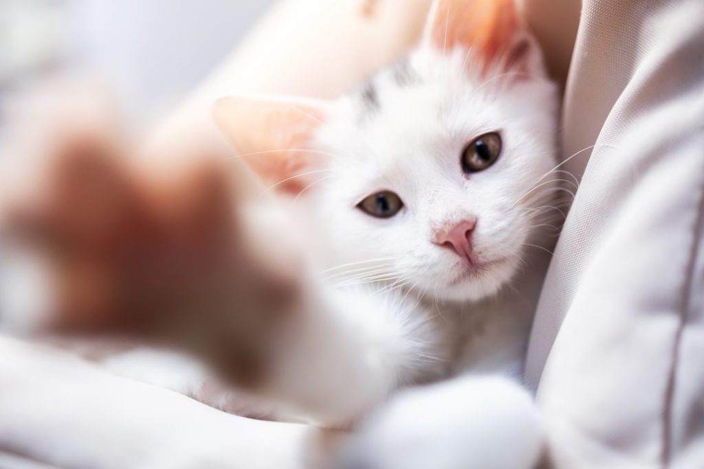découvrez les bienfaits pour la santé de la stérilisation des chats, incluant la prévention des maladies, la réduction des comportements agressifs et une meilleure qualité de vie.
