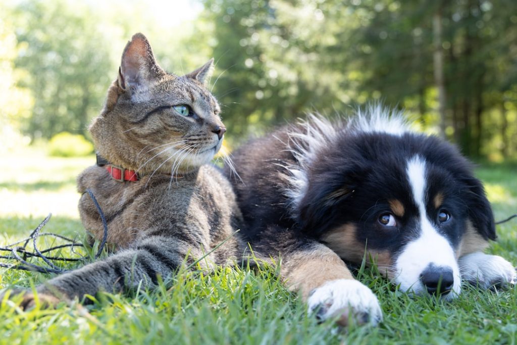 découvrez des conseils pratiques pour assurer une coexistence harmonieuse entre chiens et chats dans votre maison.