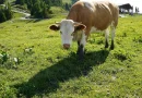 Séjour actif dans les Aravis: randonnées, terroir et récupération
