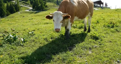 Séjour actif dans les Aravis: randonnées, terroir et récupération