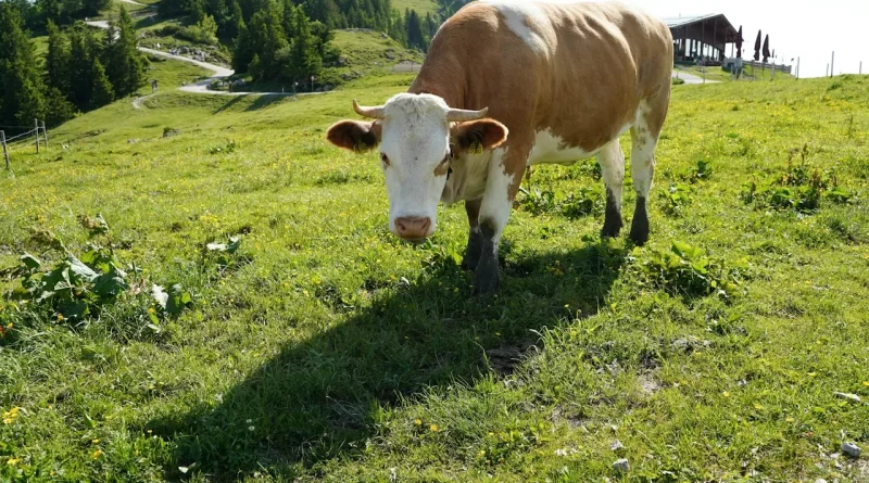 Séjour actif dans les Aravis: randonnées, terroir et récupération